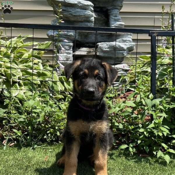 Brutus, German Shepherd Puppy